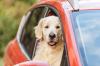 Podróż z psem samochodem - co trzeba wiedzieć?